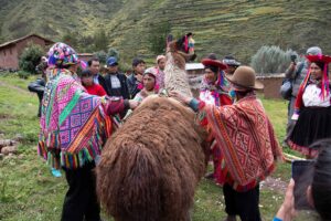 Alpaca Therapy - Experiential Tourism