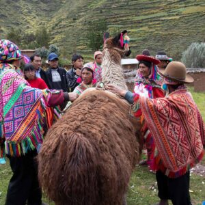 Alpacaterapia - Turismo Vivencial