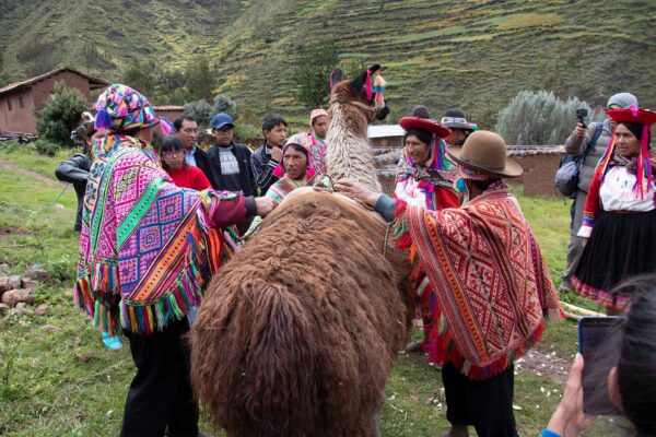 Alpacaterapia - Turismo Vivencial